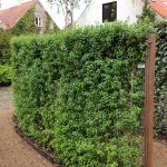 Ligustrum 155*120