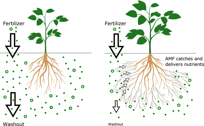 Mycorrhiza - Symbiose af og svampe | Birkholm Planteskole